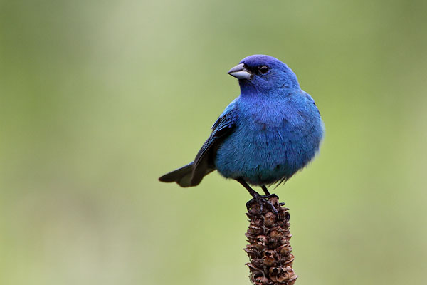 Indigo Bunting © Russ Chantler